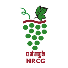 NRCG Pune Bharti 2024