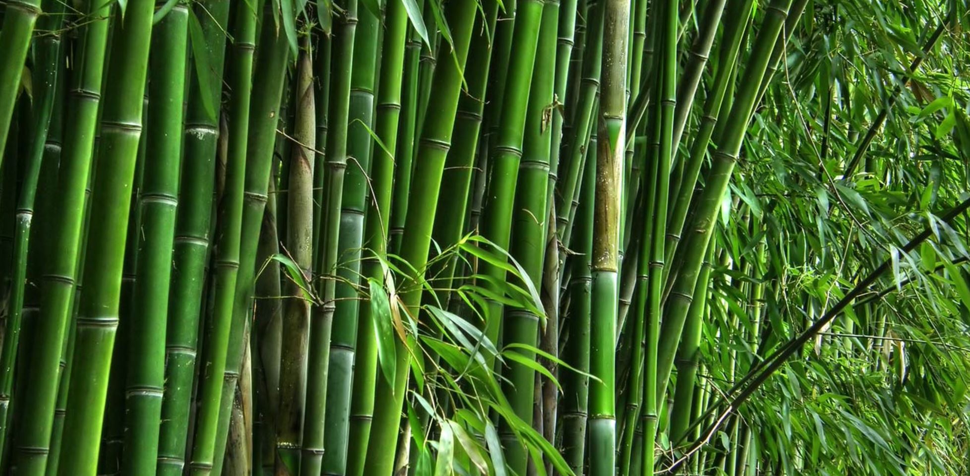 Bamboo utpadan maharashtra Recruitment