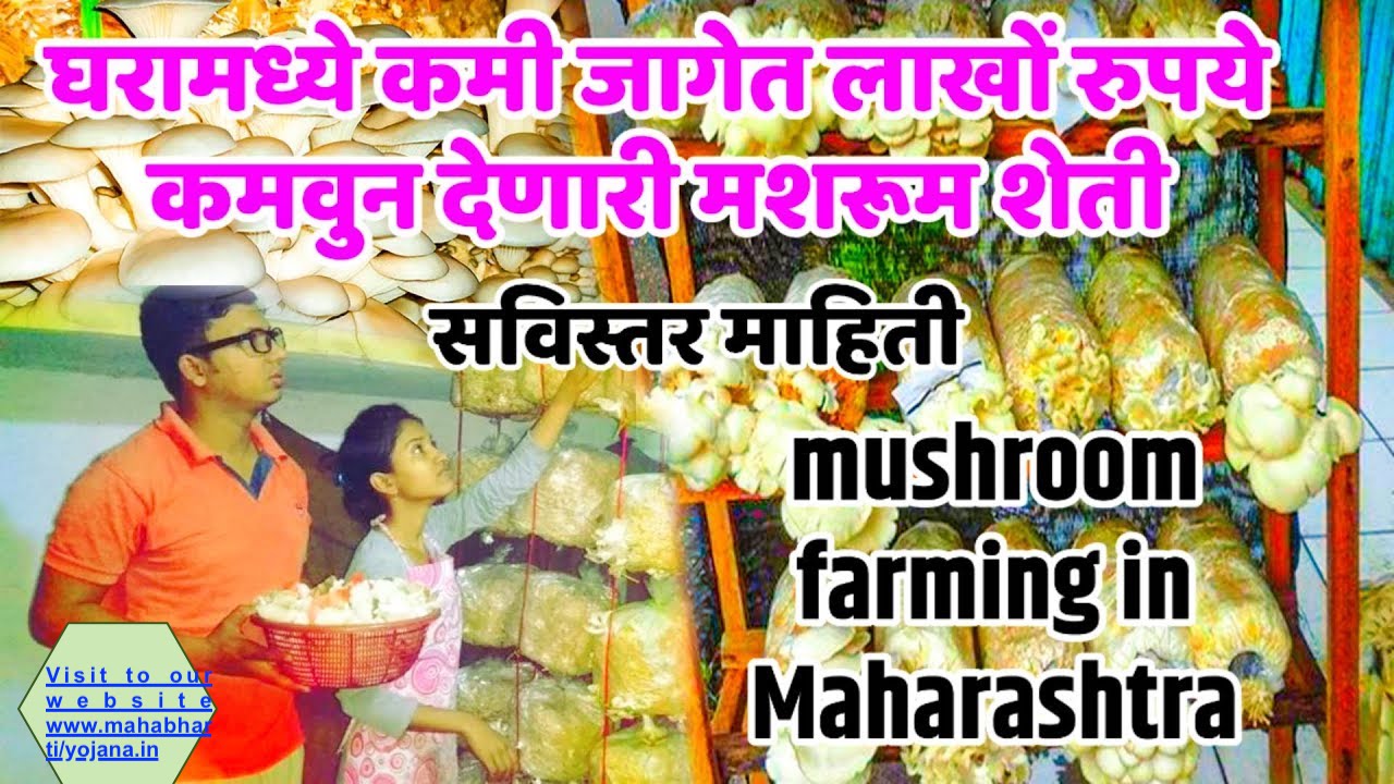 Mushroom Farming in maharashtra